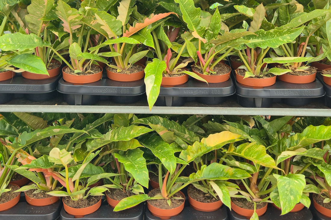 Where Do Plant Shops Get Their Stock From? A Behind-the-Scenes Look