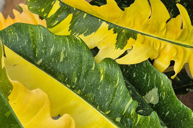 How to Market a Plant Shop Online: SEO, Email and Social Tips