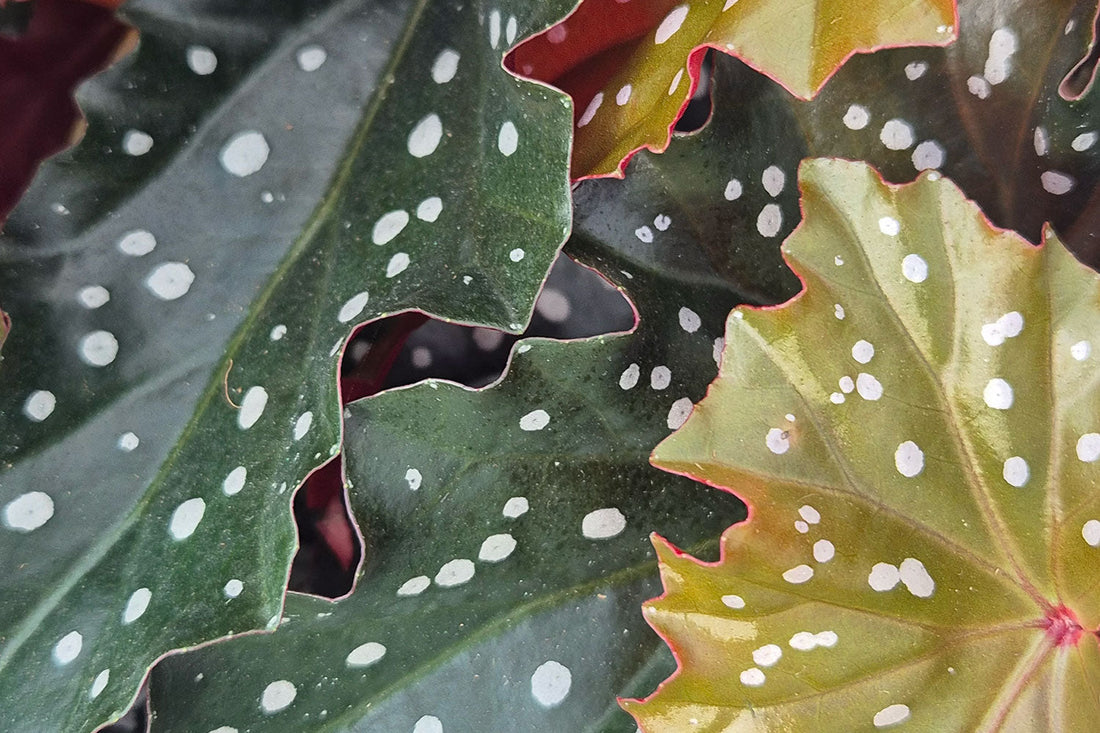 The ROI of Office Greenery: Why Plants Mean Profit