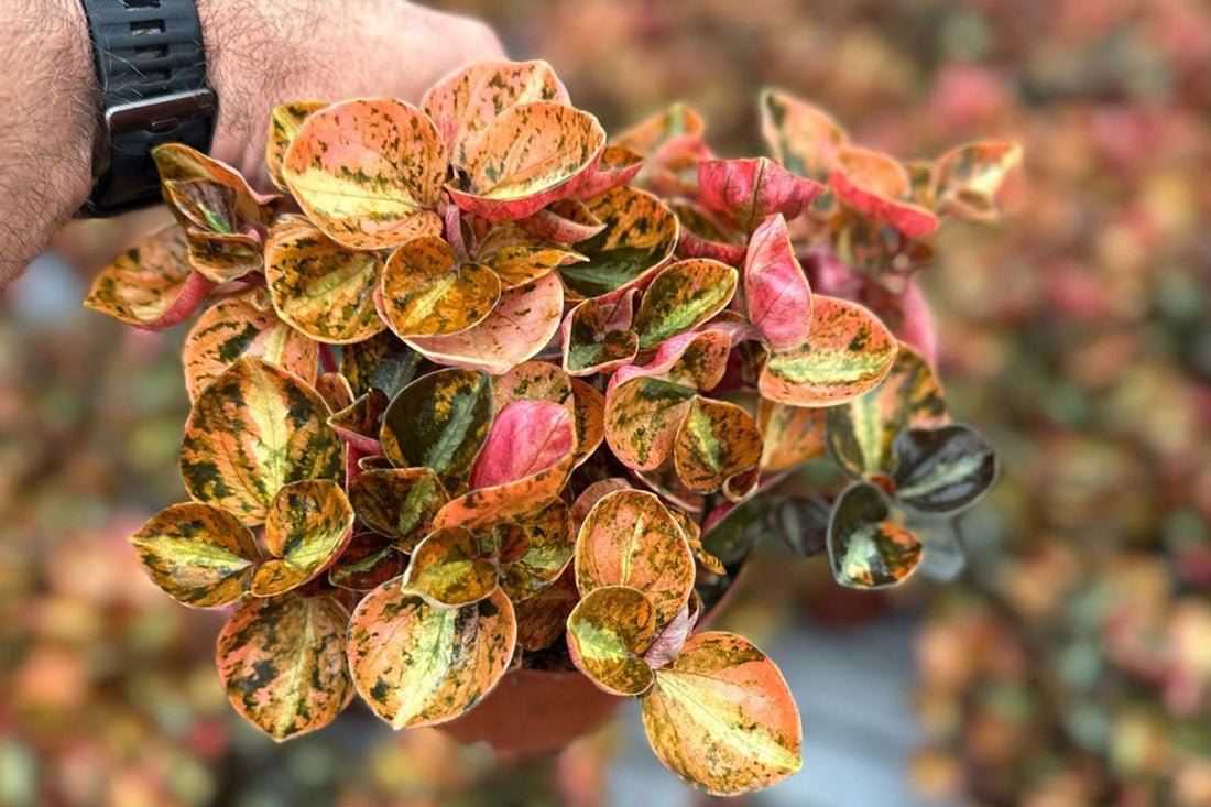 Rare and Variegated Plants: A Wholesale Buyer’s Guide