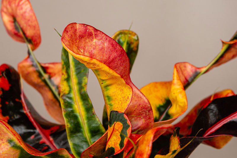 Wholesale Buying for Events: Weddings, Corporate Gifts, Pop-Ups, and Seasonal Displays
