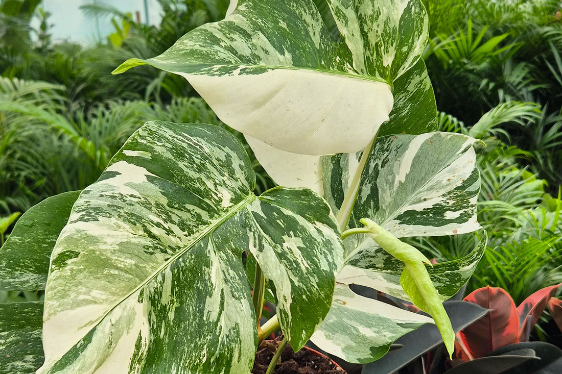The Best Wholesale Houseplants to Stock in 2025