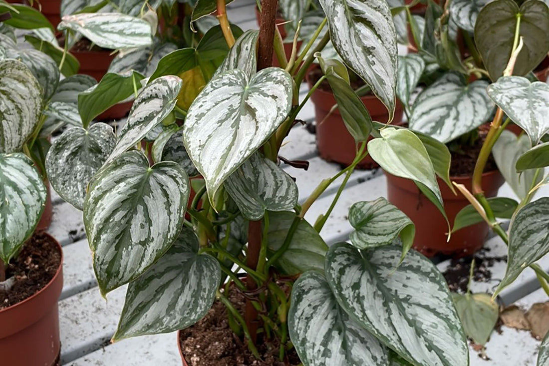 How to Reduce Waste and Loss in Plant Retail