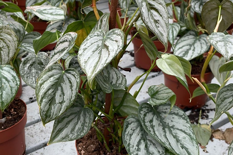 How to Reduce Waste and Loss in Plant Retail