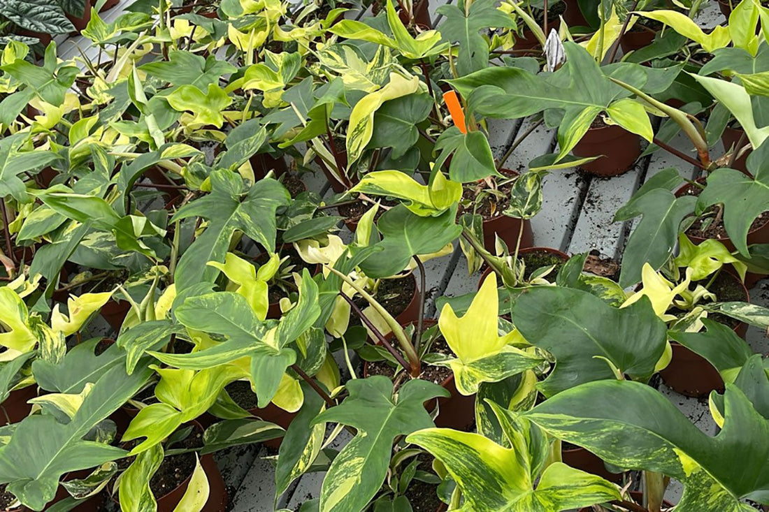 Understanding Plant Import and CITES Regulations (Made Simple)