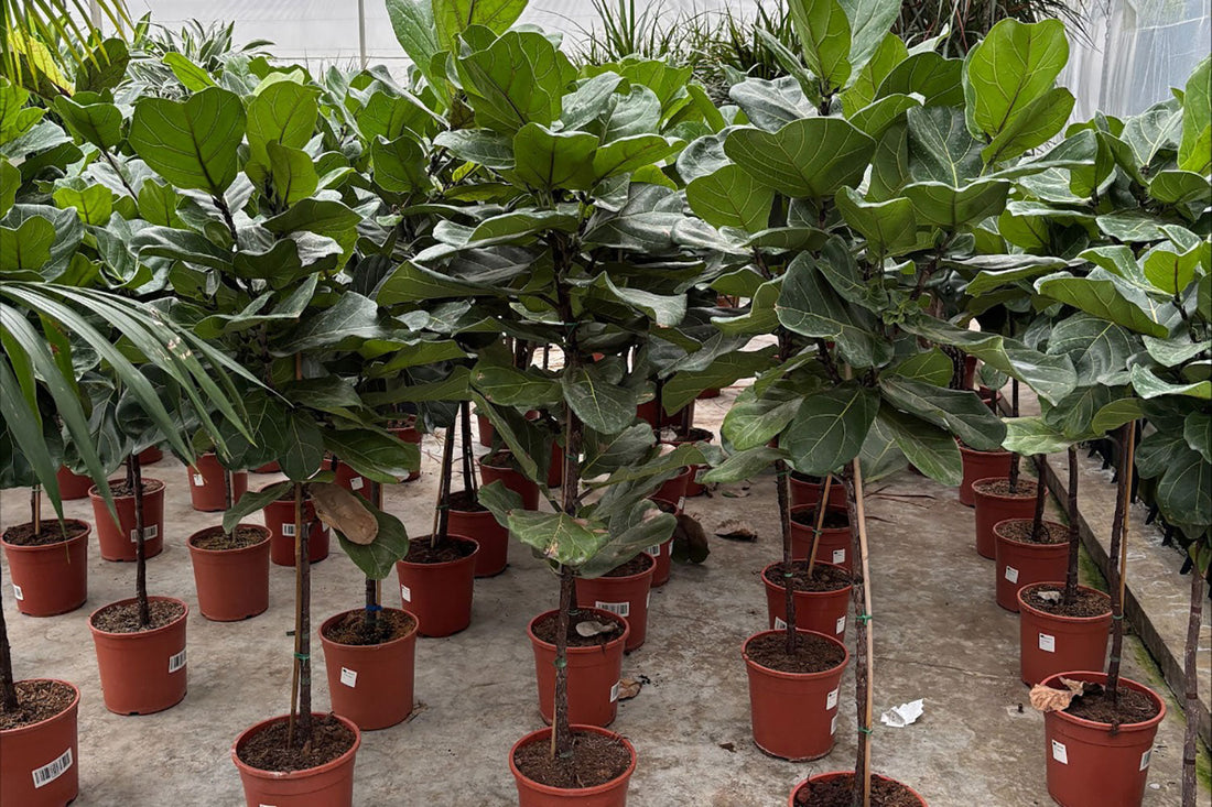 Sustainable Office Planting: Eco-Friendly Design Solutions
