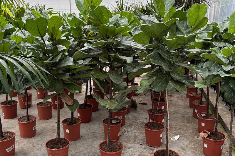 Sustainable Office Planting: Eco-Friendly Design Solutions