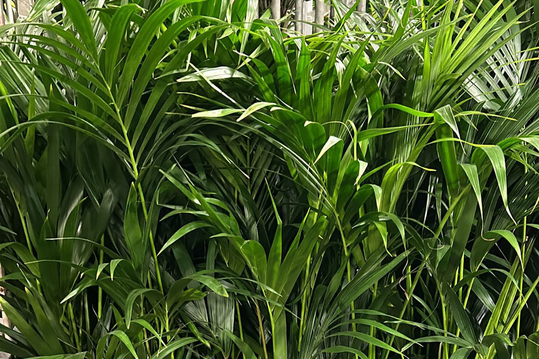 Top 10 Wholesale Plants for Office and Commercial Spaces