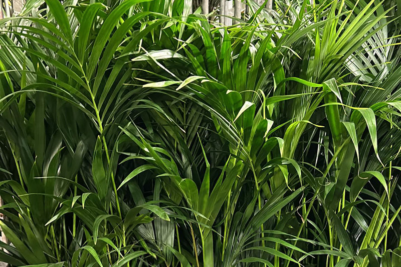 Top 10 Wholesale Plants for Office and Commercial Spaces