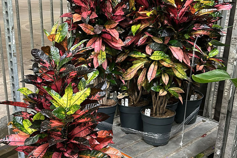 How to Buy Wholesale Plants for Your Shop or Business in the UK
