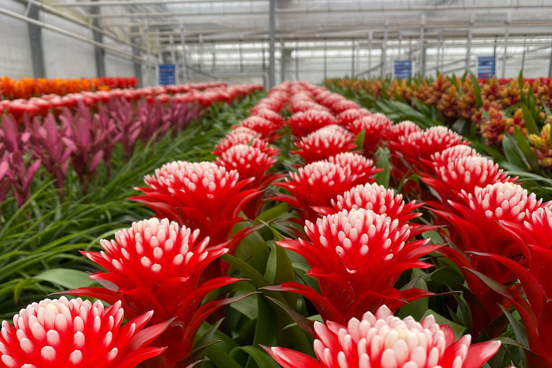 How to Launch an Online Plant Shop Using Wholesale Stock