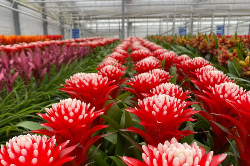 How to Launch an Online Plant Shop Using Wholesale Stock