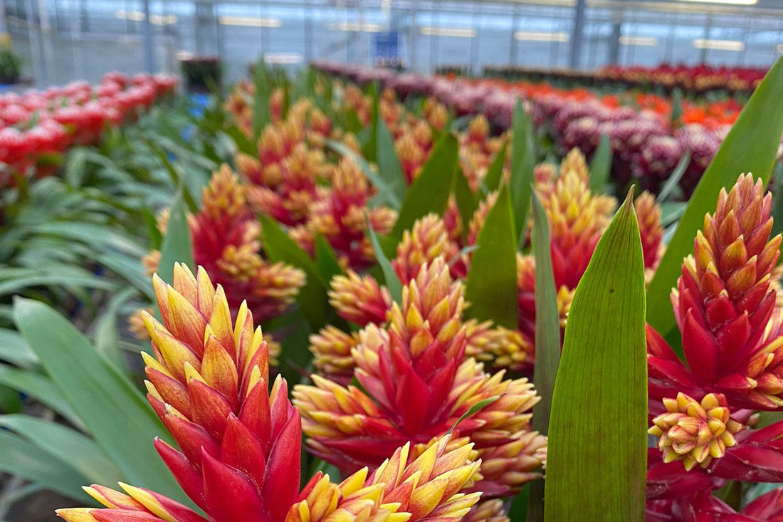 Top 15 Office Plants That Boost Productivity & Wellbeing