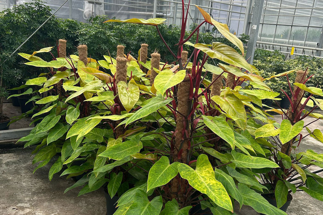 Designing with Height: Using Palms & Indoor Trees in Commercial Spaces