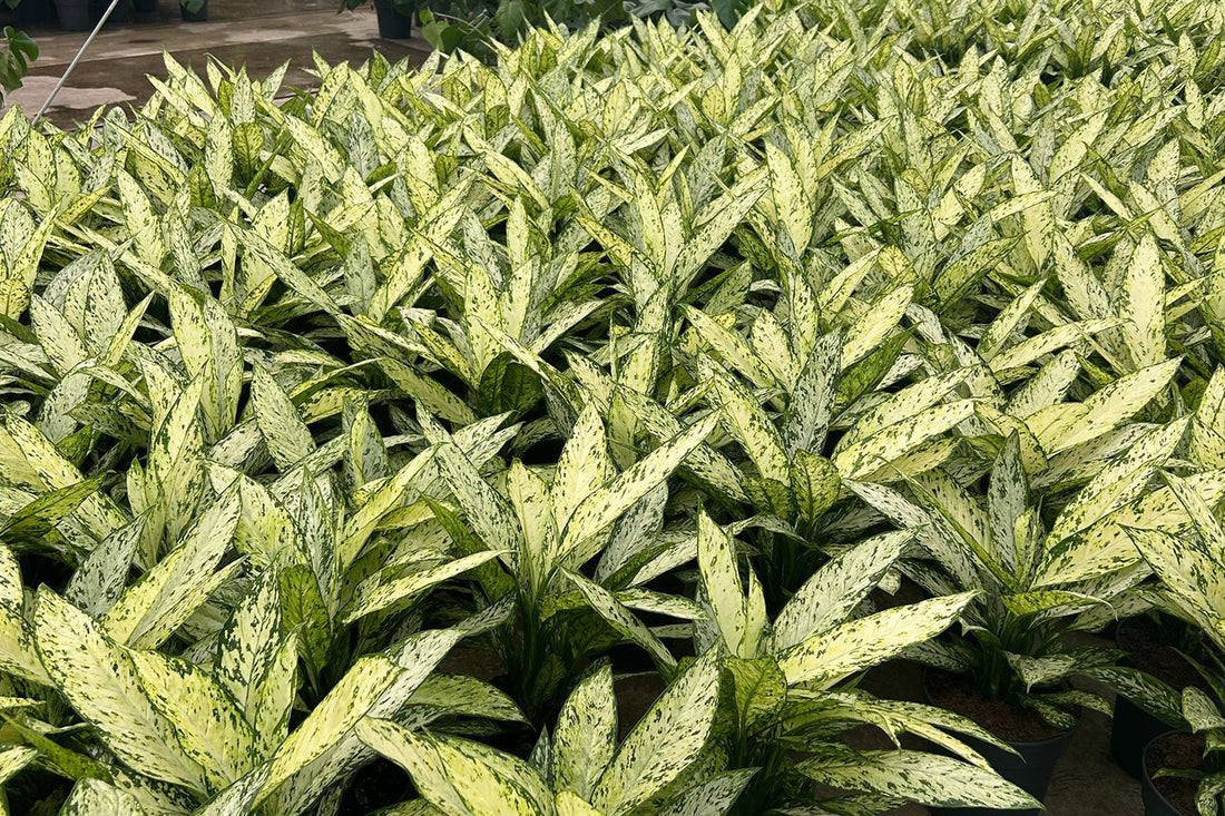 Wholesale Ferns, Palms and Tropicals: The Interior Design Essentials