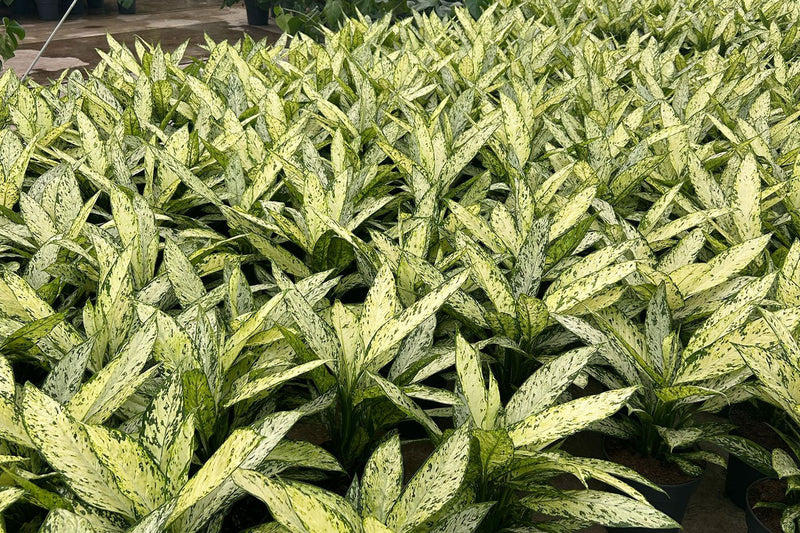 Wholesale Ferns, Palms and Tropicals: The Interior Design Essentials