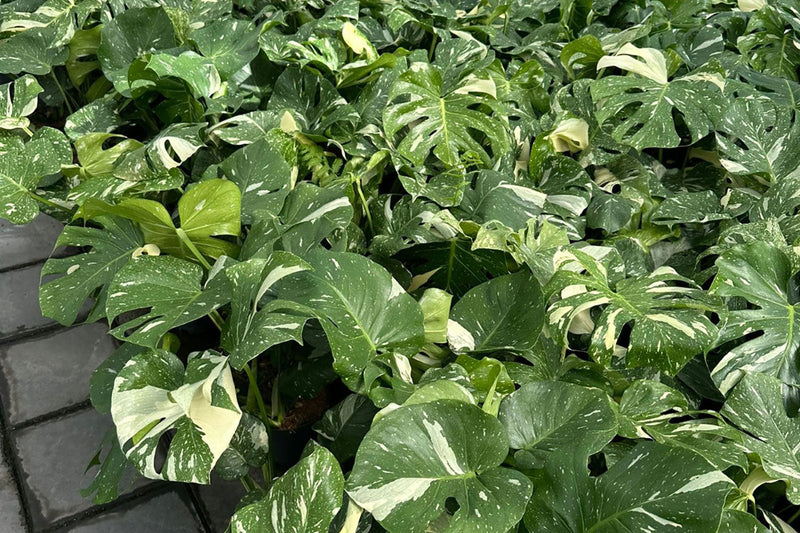 The Role of Sustainability in Modern Plant Retail
