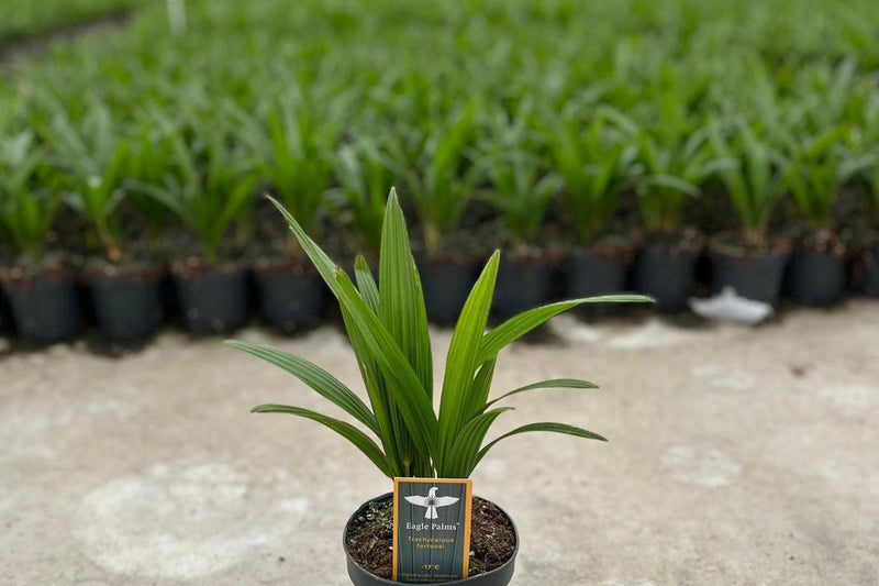 How Independent Retailers Compete with Garden Centre Chains