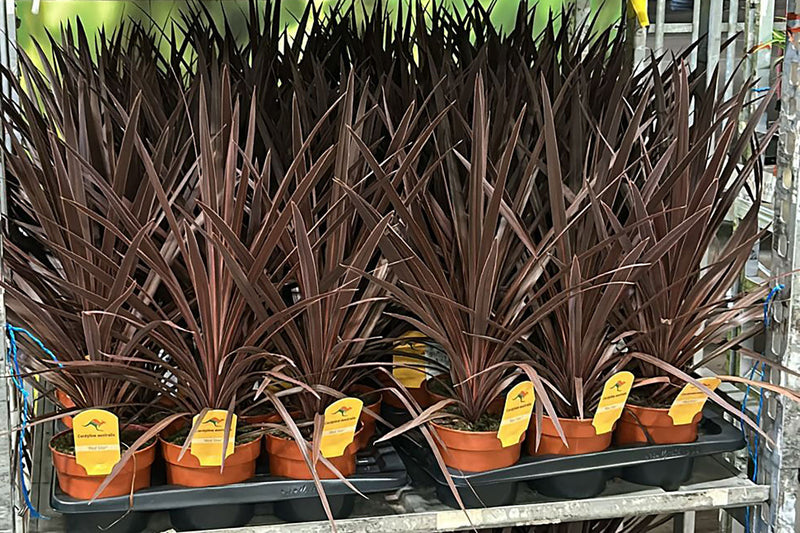 Wholesale Garden Plants: What UK Retailers Are Buying This Season