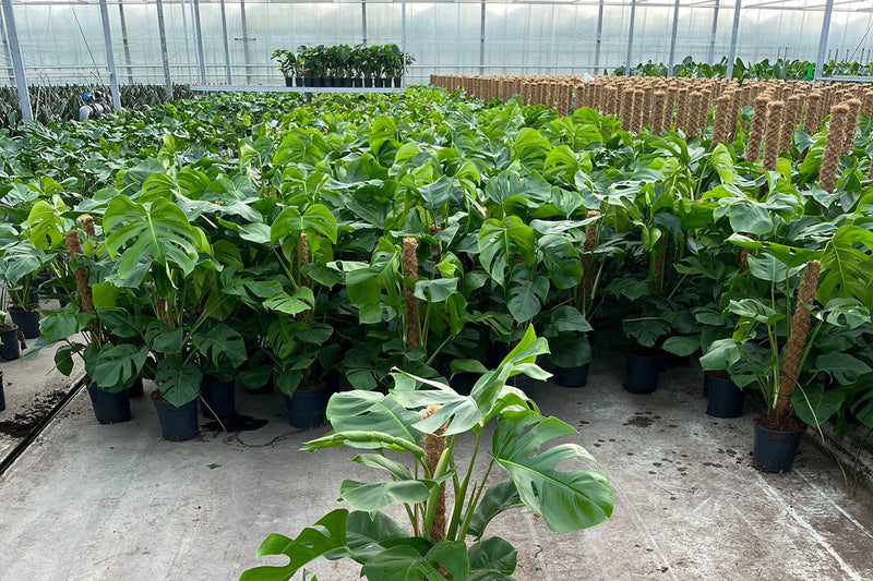 Climate-Smart Plants: Adapting Stock for a Changing UK Environment