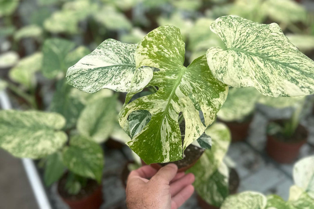 Inside the Wholesale Greenhouse: How We Keep Plants Perfect Year-Round