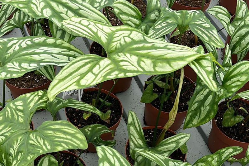 The Future of Plant Retail: Trends in UK Wholesale Supply