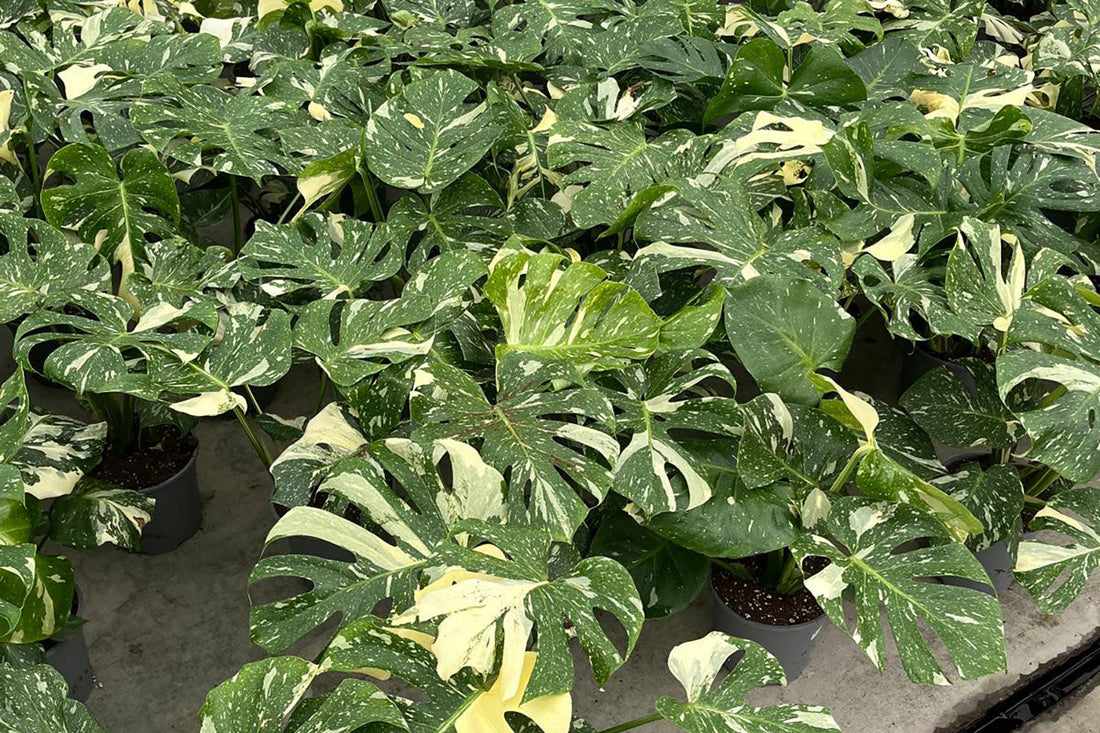 Seasonal Buying Calendar: When to Order Wholesale Plants in the UK