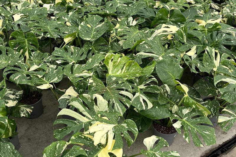 Seasonal Buying Calendar: When to Order Wholesale Plants in the UK