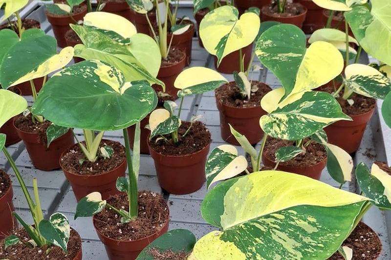 The Future of Wholesale Plants in the UK: Trends for 2026