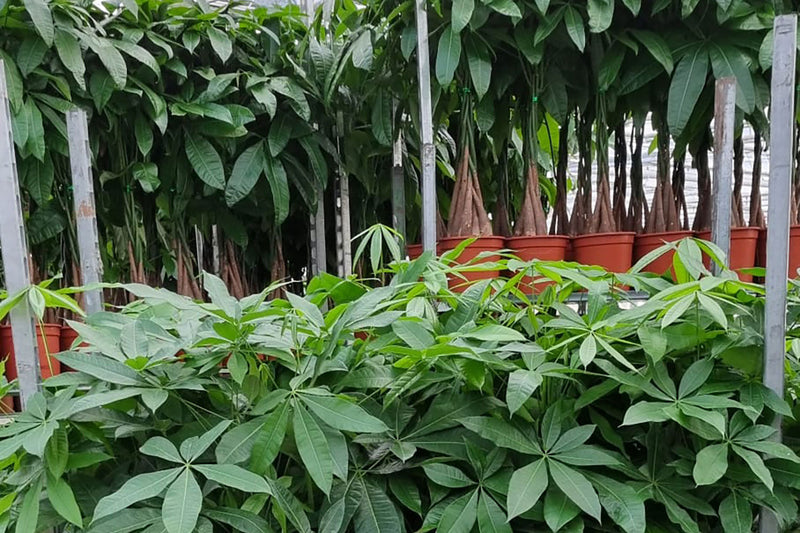 Starting a Plant Shop: From Wholesale Supplier to Display