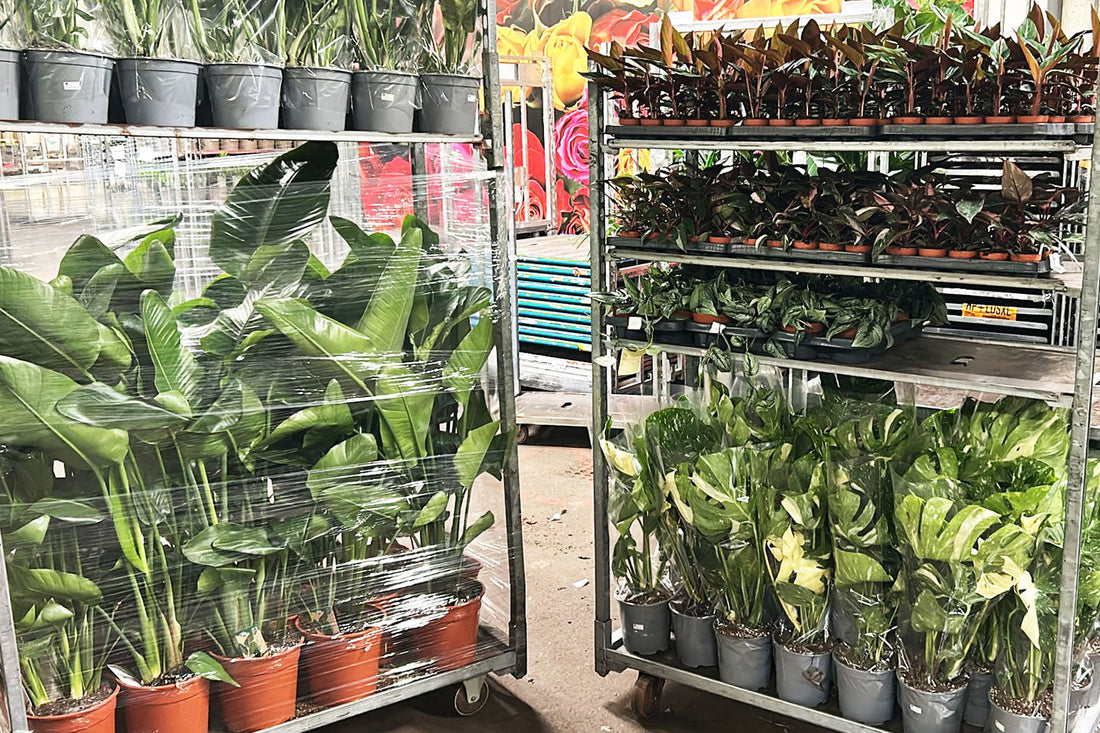 How Our Wholesale Plant Trolley Delivery Works