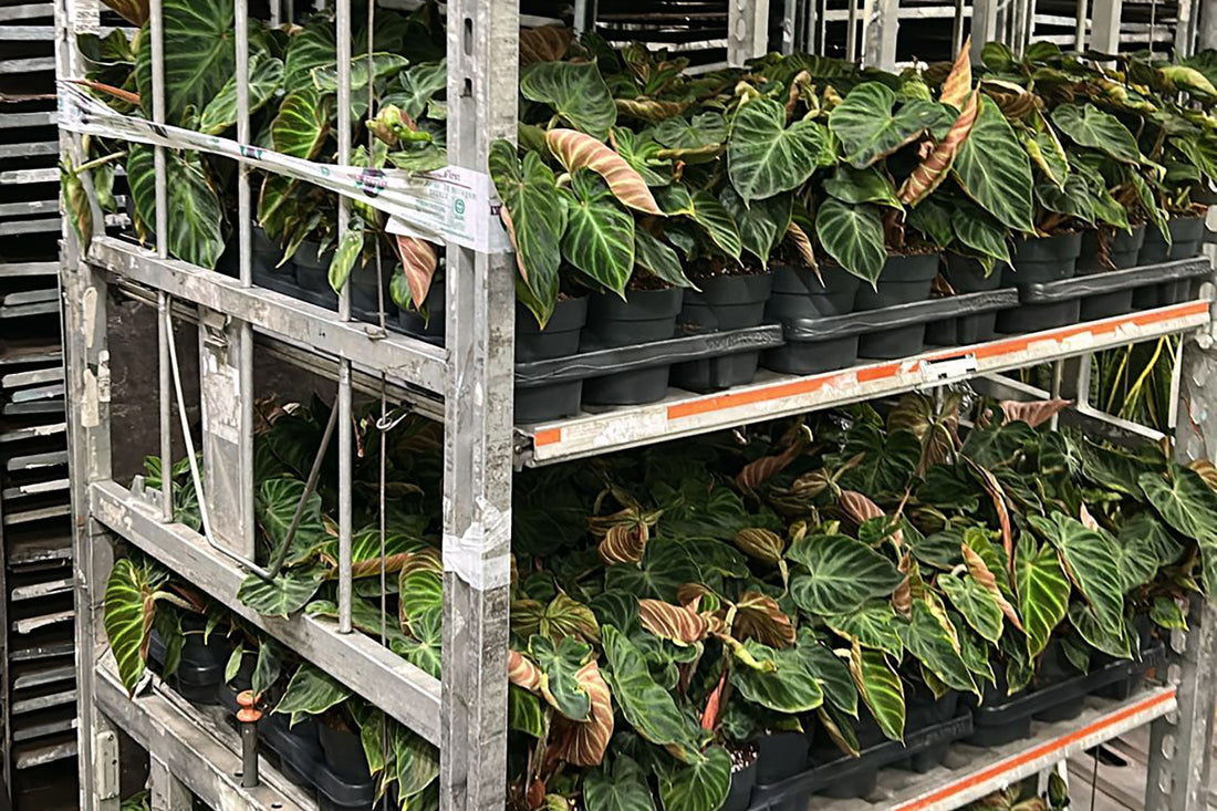 Plant Supply Chain Explained: From Grower to Retail Floor