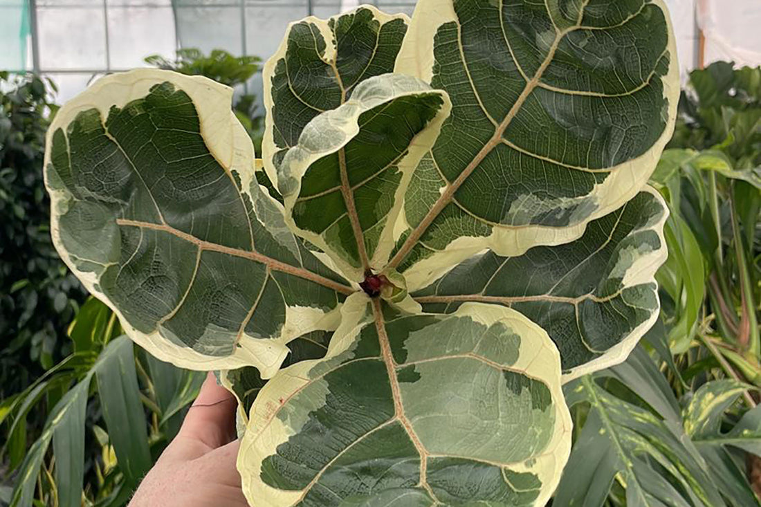 Behind the Lens: Photographing Houseplants for Online Catalogues