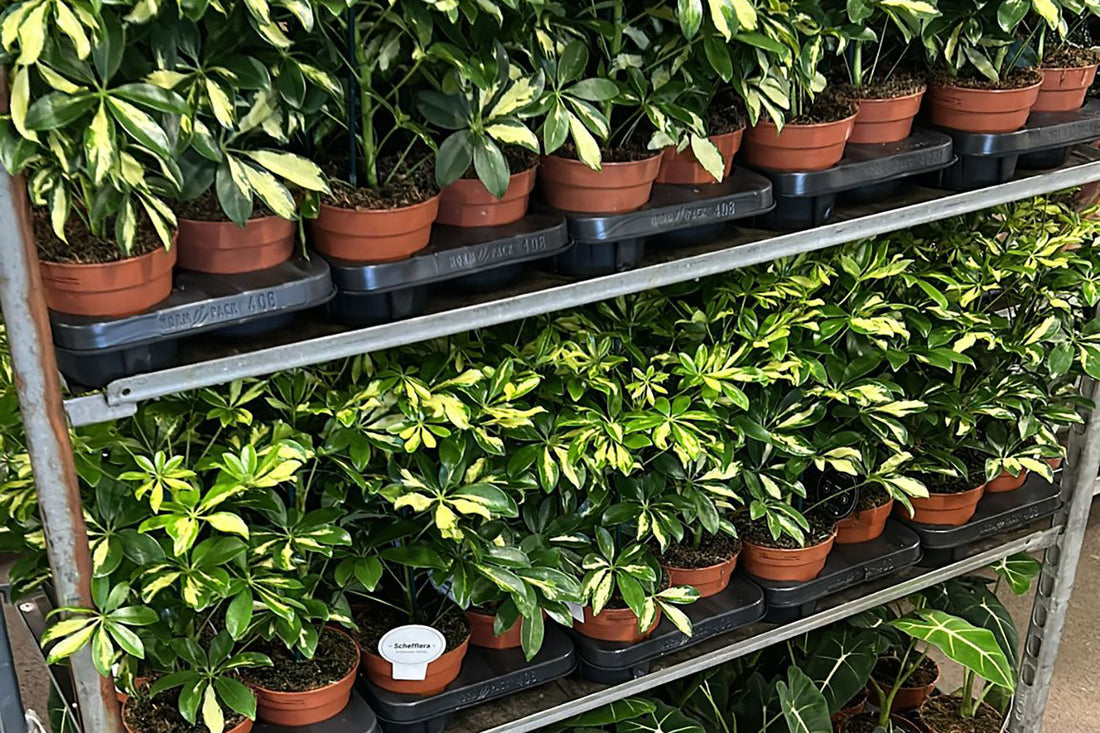 The Benefits of Buying Plants Wholesale in the UK