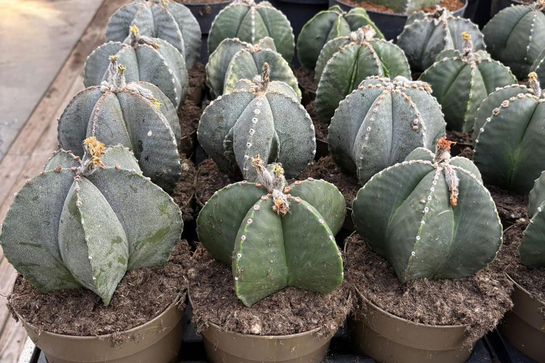 How to Build a Successful Plant Retail Brand