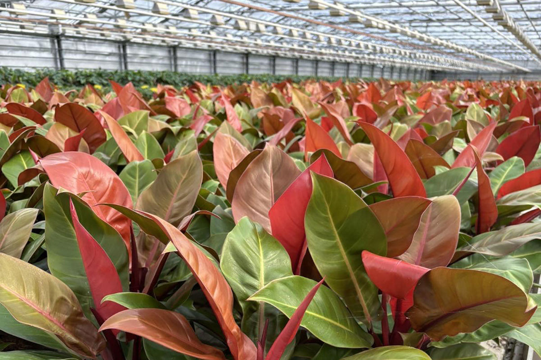 How to Maintain Plants in Office Spaces Without a Gardener