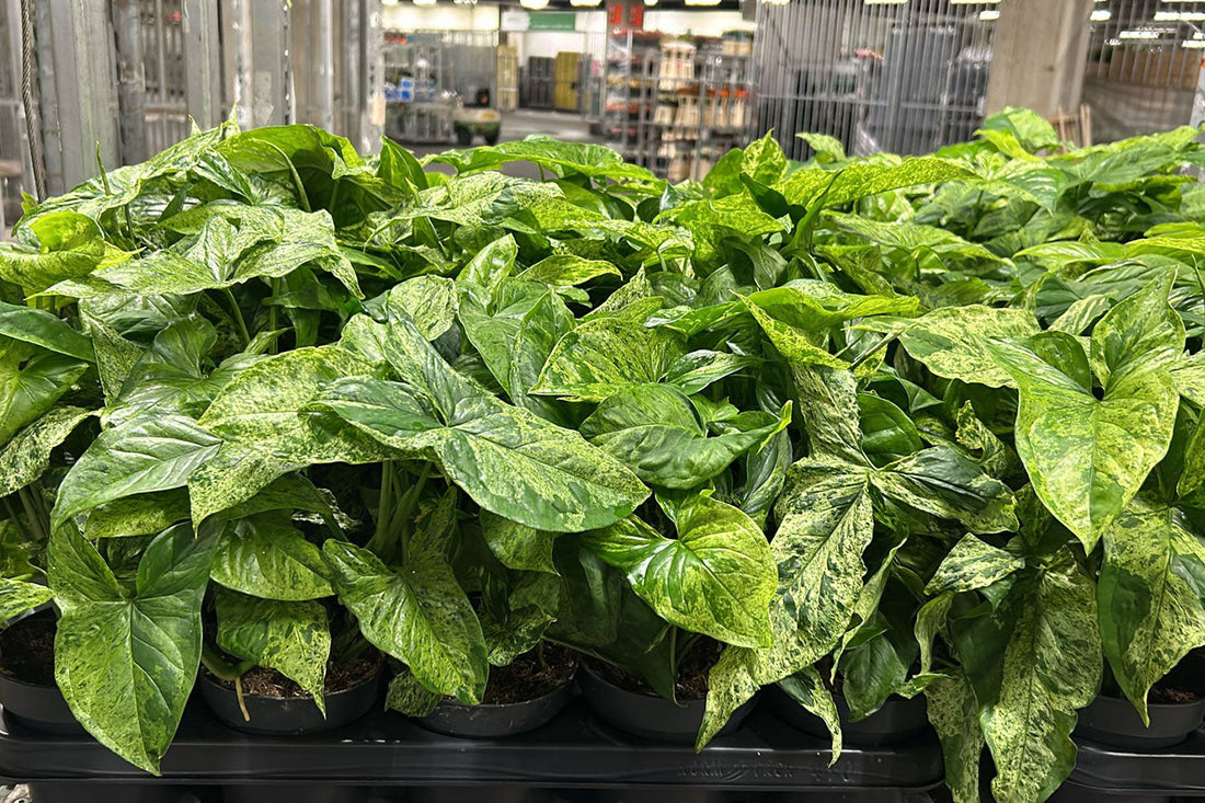 How to Care for Wholesale Plants Before Selling Them