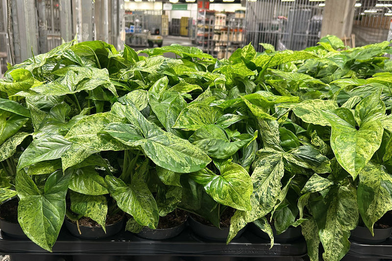 How to Care for Wholesale Plants Before Selling Them