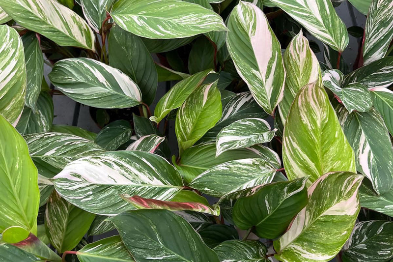The Role of Plants in Hybrid Work Environments