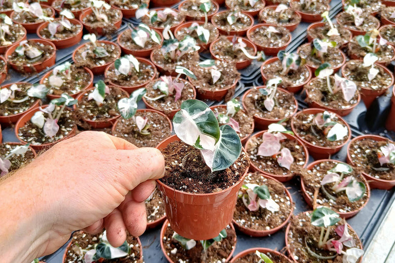 Meet the Growers: Stories from Our Partner Nurseries