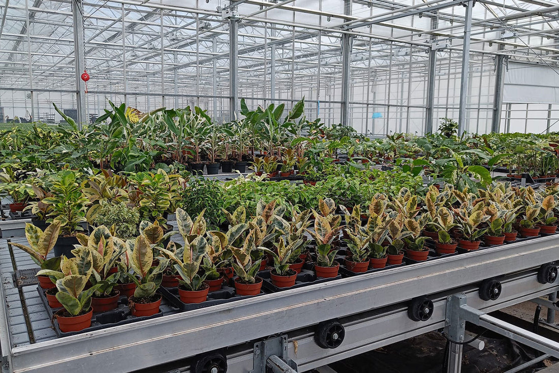 From Greenhouse to Shelf: Behind the Scenes at Wholesale Plant Shop