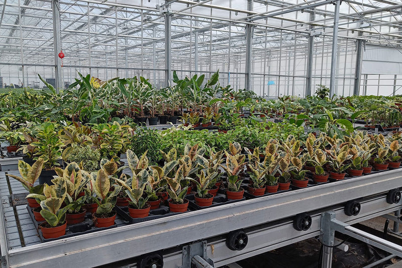From Greenhouse to Shelf: Behind the Scenes at Wholesale Plant Shop