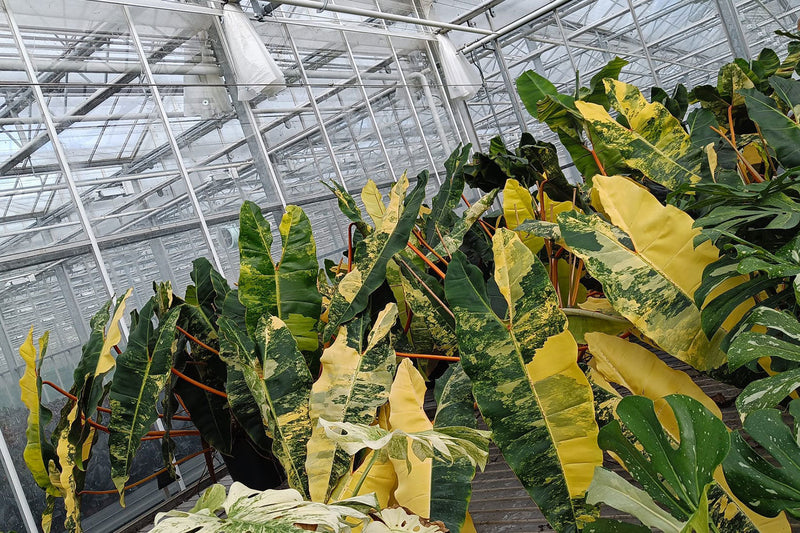 How Houseplants Became Pop Culture – The Social Media Effect on Wholesale Demand