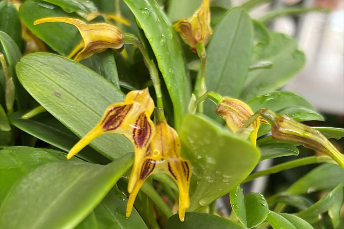 Designing Retail Spaces That Make Houseplants the Hero