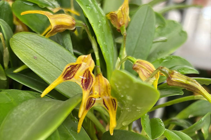 Designing Retail Spaces That Make Houseplants the Hero