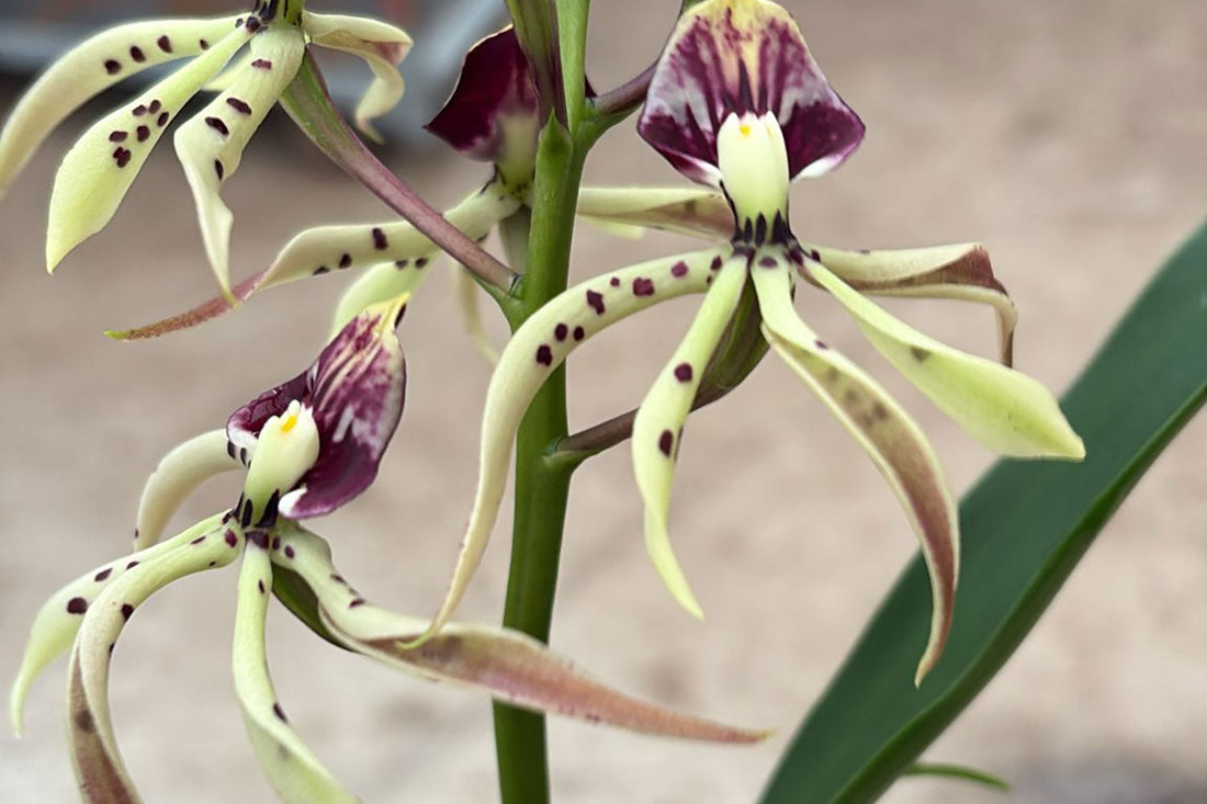 The Business of Biophilic Design: Why Plants Mean Profit