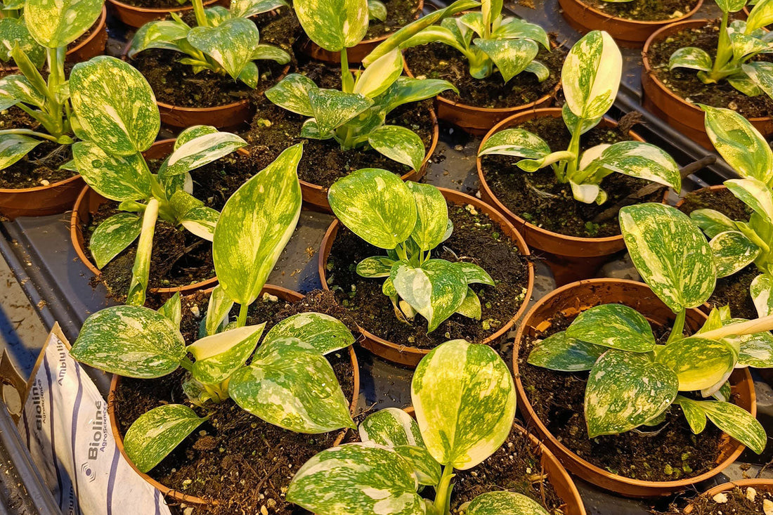 How to Choose Pots, Planters and Accessories for Retail Sales