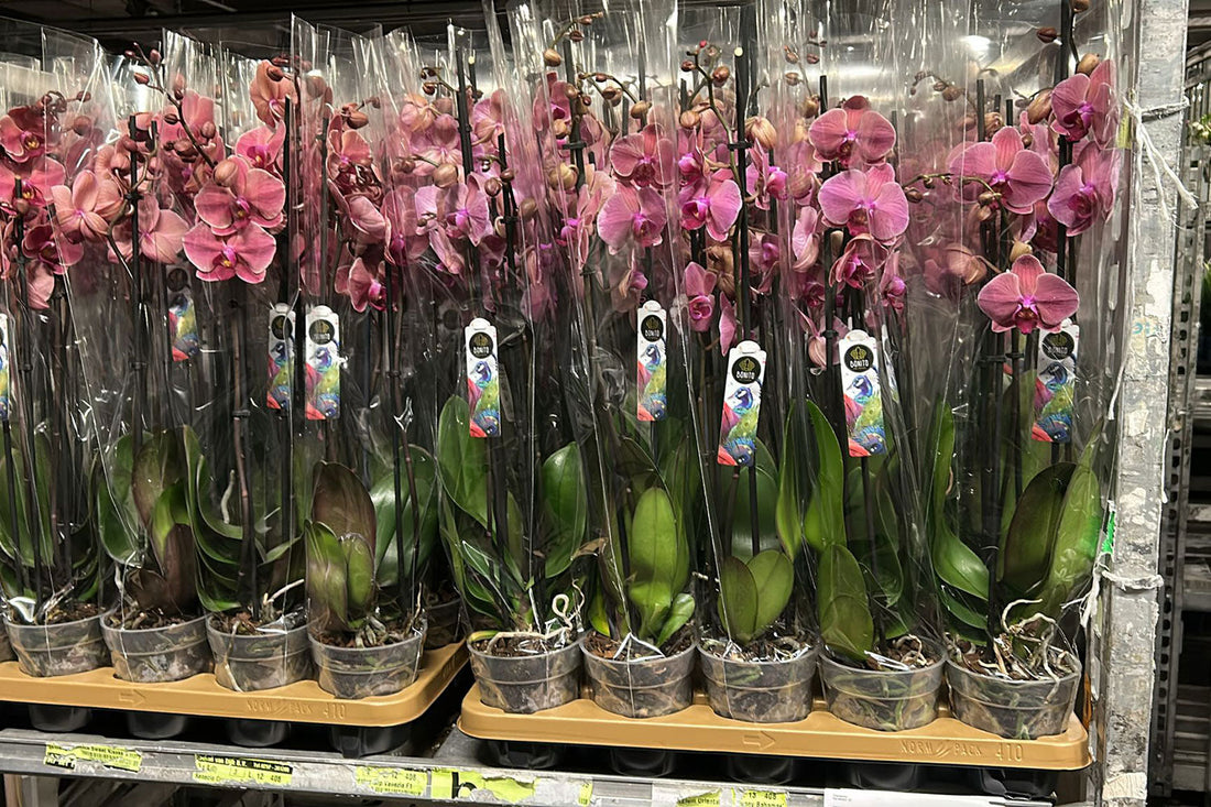 How to Package and Display Plants for Retail Sale