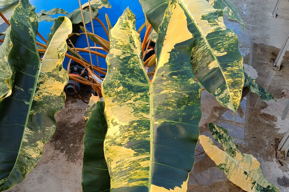 The Most Profitable Plants to Sell in 2025