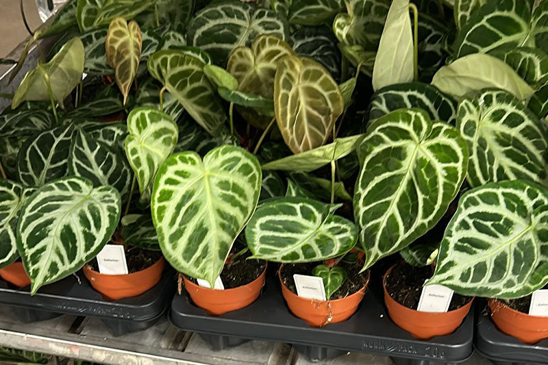 How Often Should You Reorder Wholesale Plants? A Stock Turnover Guide